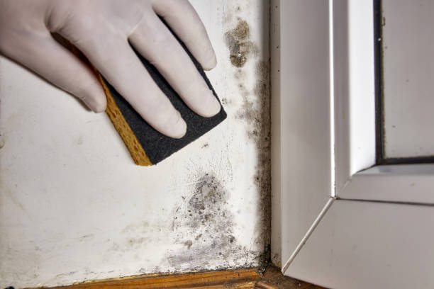 Mold Remediation for Vacation Homes in Keller, TX